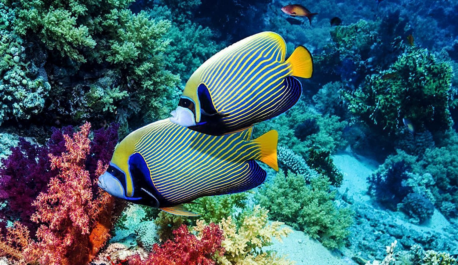 a fish swimming under water