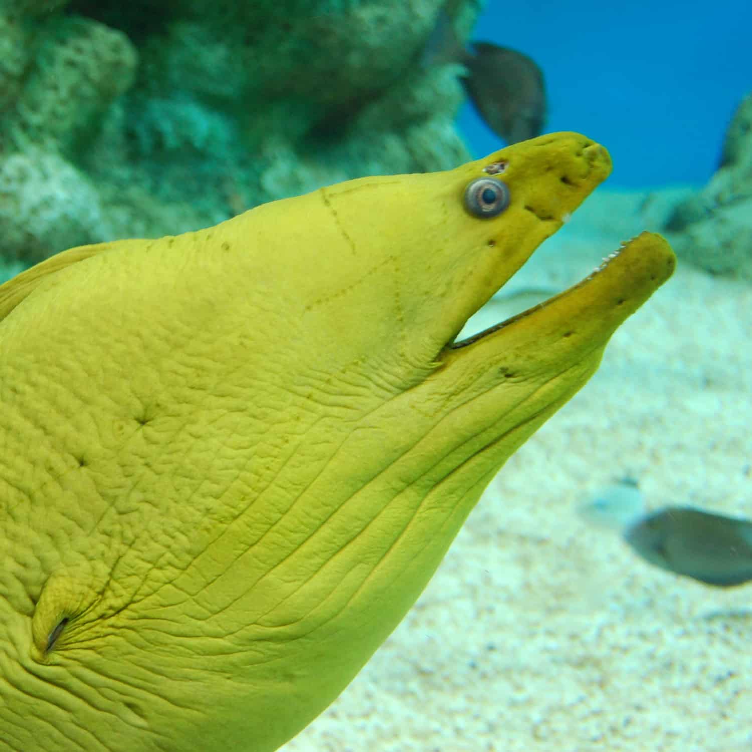 a fish swimming under water