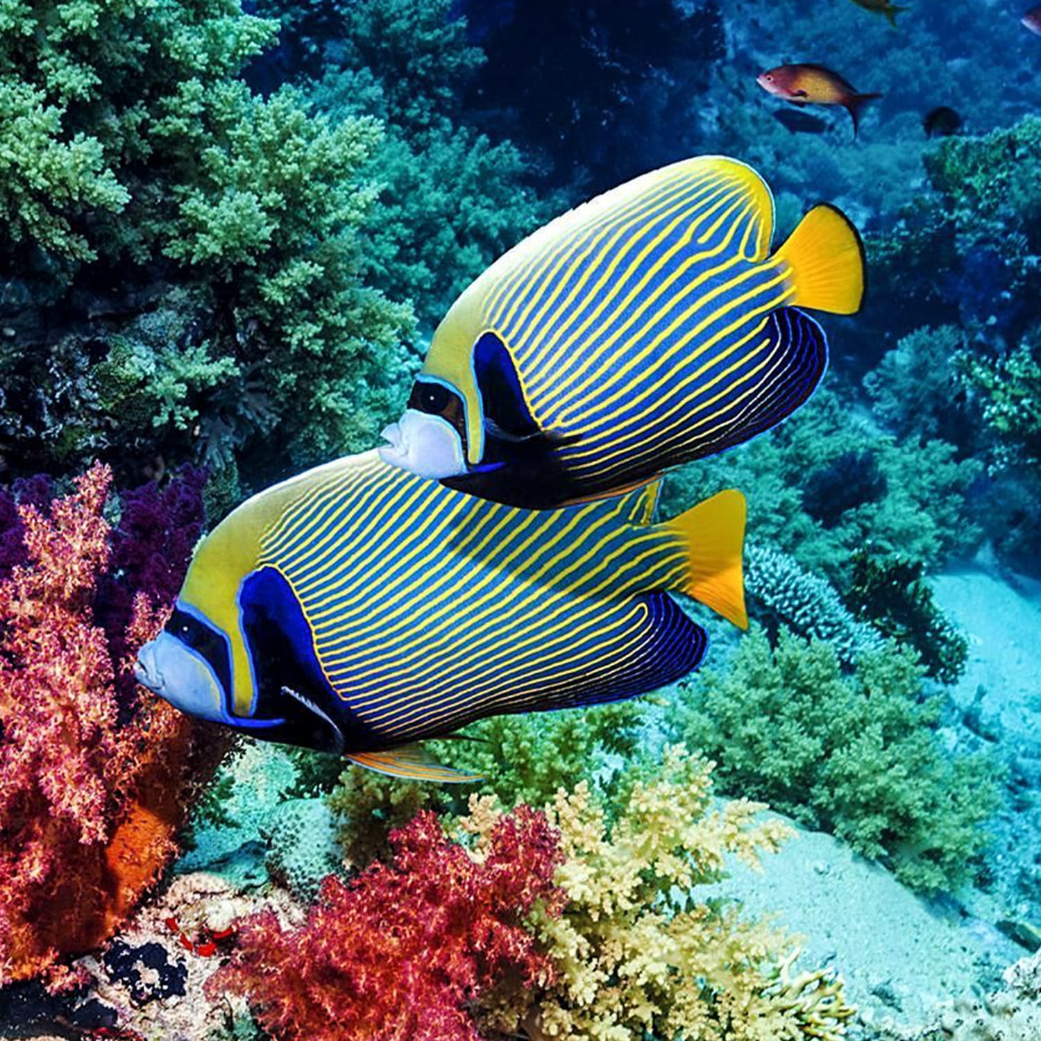 a fish swimming under water