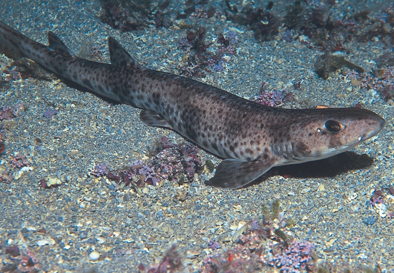 a fish swimming under water