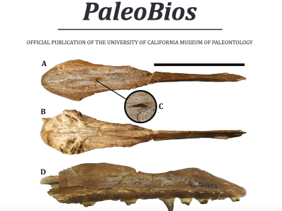 Two new plioplatecarpine mosasaurs (Mosasauridae; Plioplatecarpinae) of ...