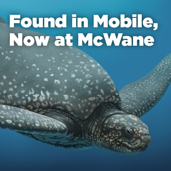 An illustration of what Ueloca colemanorum might have looked like: a gray and white speckled turtle with outstretched flippers swimming through a sea of blue. White words that say "Found in Mobile, Now at McWane" are over the illustration.
