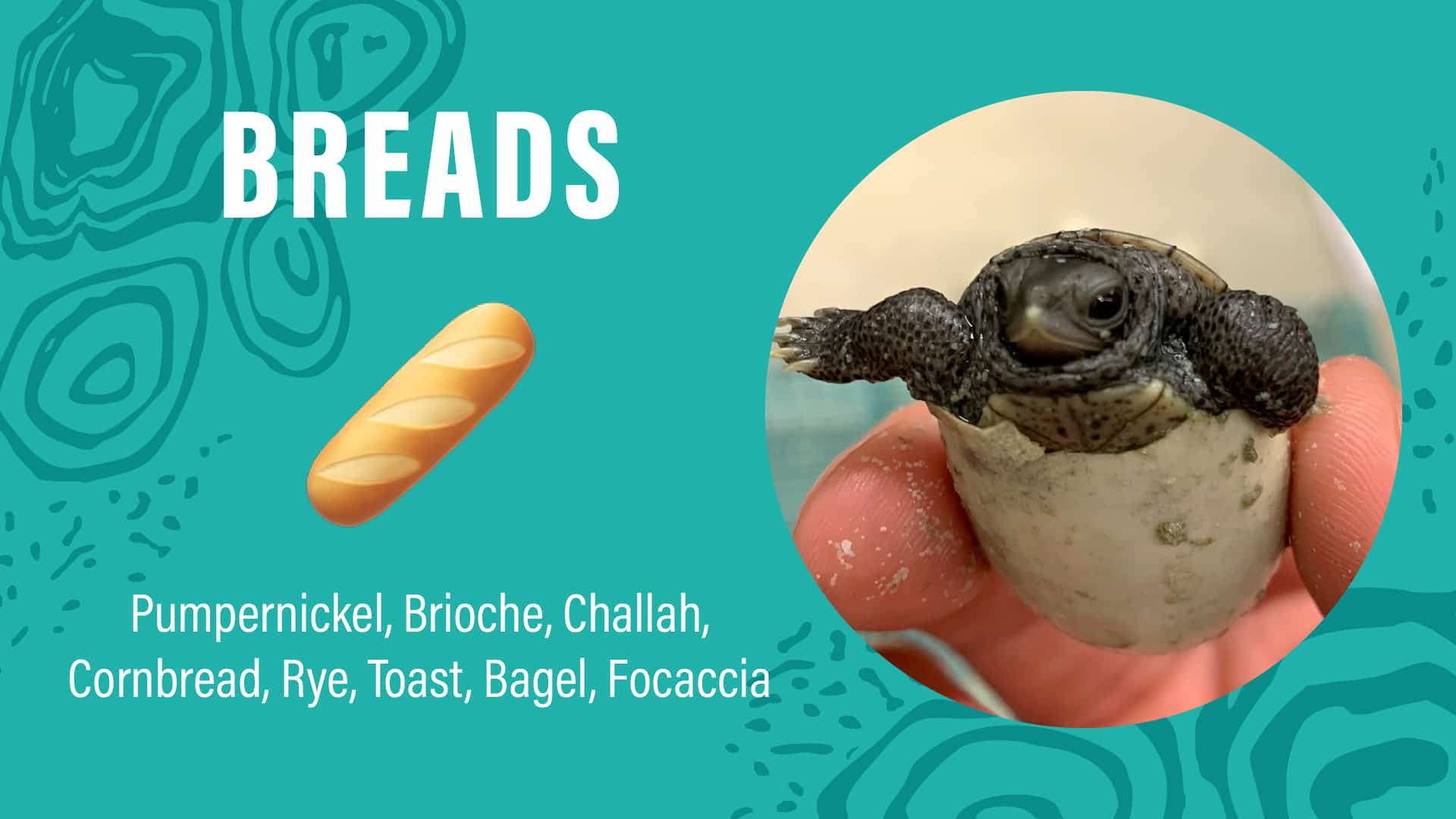 A graphic with the word "BREADS" and types of bread listed, alongside an image of a baby turtle emerging from an egg.