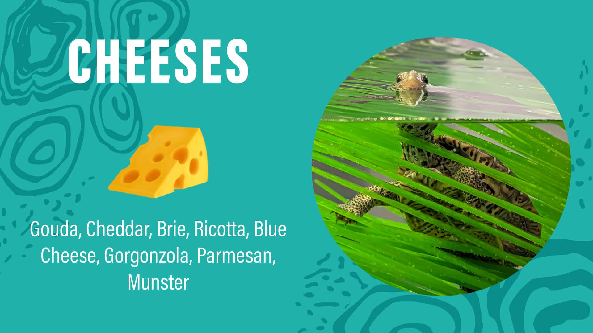 Turquoise background with "CHEESES" in white text next to cheese names and a frog in greenery.