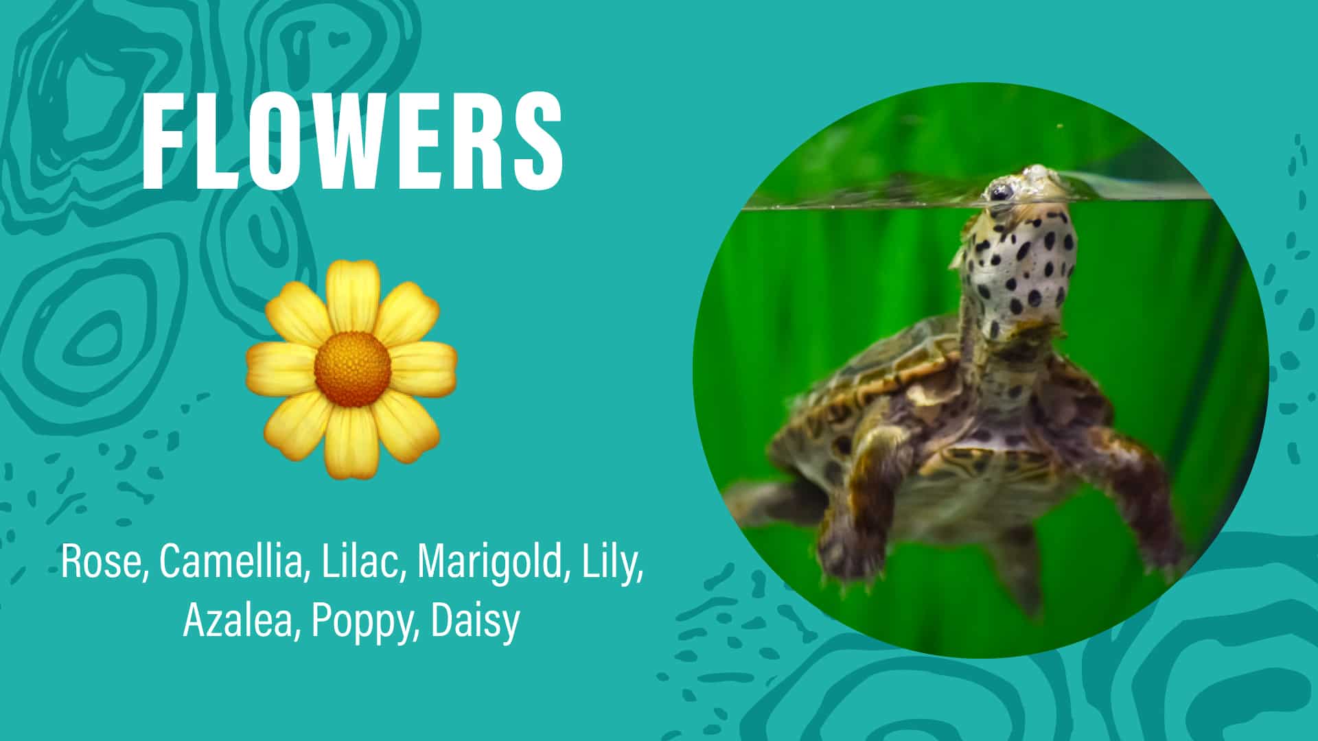 Turquoise background with "FLOWERS" written above a yellow flower illustration; a list of flower names; a photo of a turtle in water.