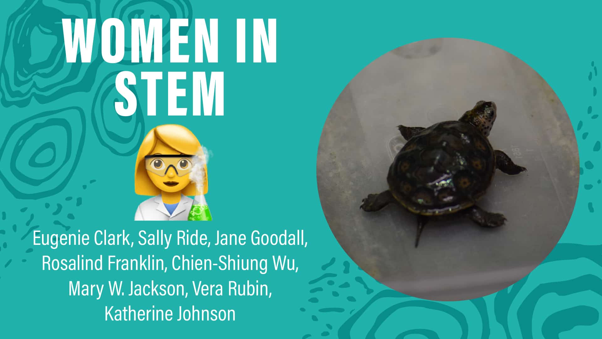 Turquoise background with "Women in STEM" written above an illustration of a woman scientist; a list of notable women in STEM professions' names; a photo of a turtle on a gray surface.