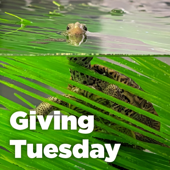 Turtle partially submerged in water with the text "Giving Tuesday."
