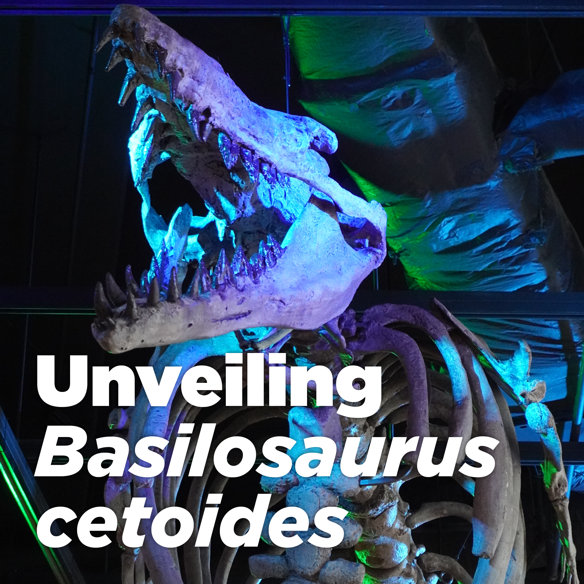 Color-lit Basilosaurus cetoides fossil skeleton on display at children's science center ancient whale exhibit