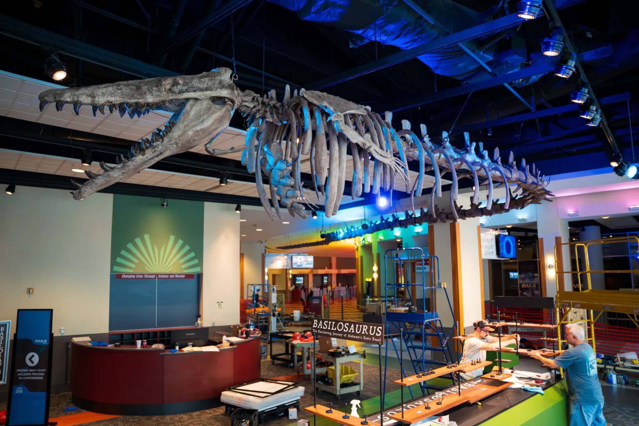 Basilosaurus whale skeleton hanging at children's science center exhibit, with two people setting up interactive displays.