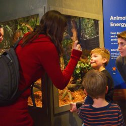 Kids and adults explore an Animals Need Energy terrarium exhibit at a children's science center, learning about food webs.