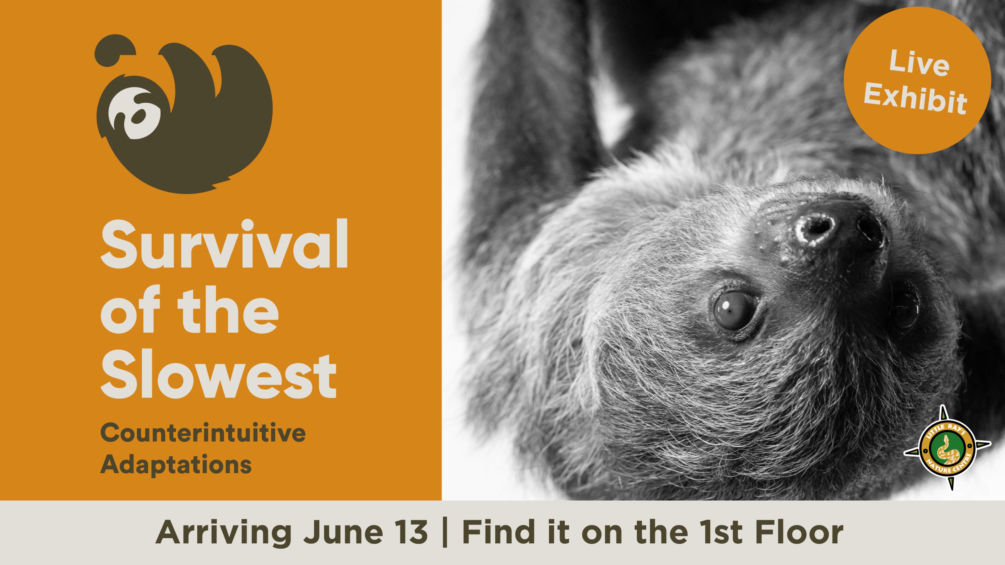 Survival of the Slowest live sloth exhibit at children's science center, arriving June 13 on the 1st floor.