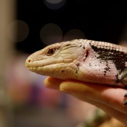 Hands-on reptile demo: a person holds a blue-tongued skink at the children's science center interactive exhibit