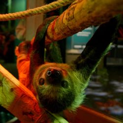 Two-toed sloth hanging upside down on branch at children's science center rainforest exhibit, with a visitor watching.