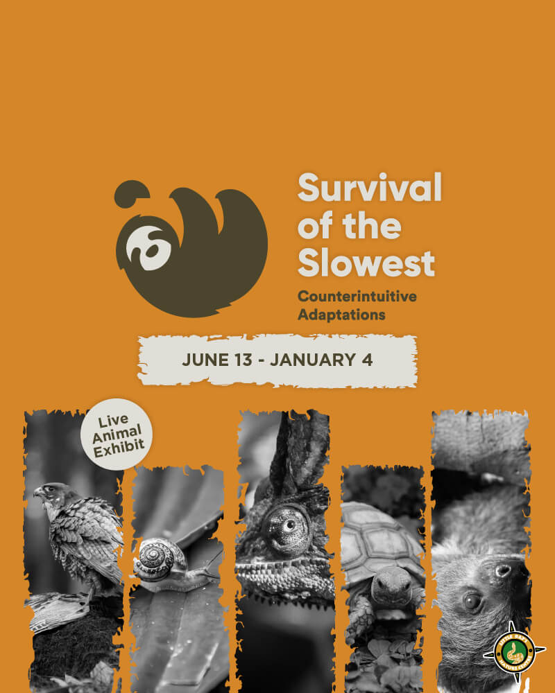 Survival of the Slowest live animal exhibit at children's science center: sloth, snail, chameleon, tortoise; June 13–Jan 4