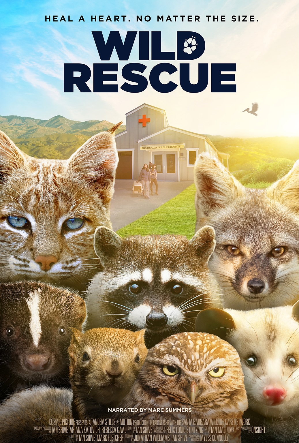 Wild Rescue poster with bobcat, raccoon, fox, owl and more by a wildlife hospital.