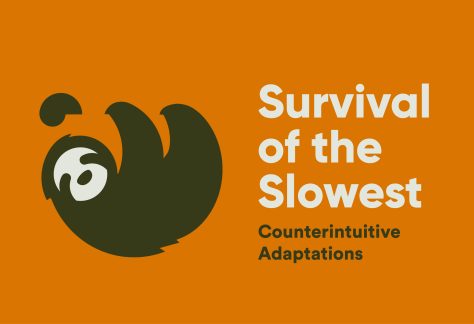 Children's science center exhibit: Survival of the Slowest poster with sloth, counterintuitive adaptations.