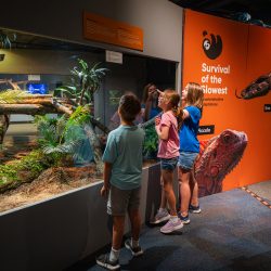 Children exploring Survival of the Slowest reptile habitat at a children's science center exhibit