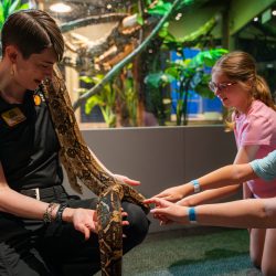 Museum educator holds a snake as children gently touch it during a hands-on reptile exhibit at a children's science center.
