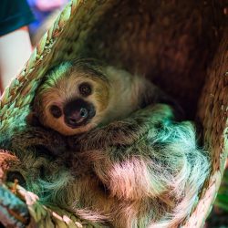 Two-toed sloth relaxing in a woven hammock at the children's science center rainforest exhibit.