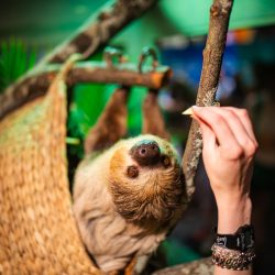 Interactive sloth feeding at children's science center exhibit; a person offers a treat as the sloth hangs upside down.