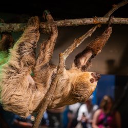 Two-toed sloth hangs upside down on branches while a visitor offers food at the children's science center animal encounter.