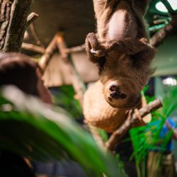 Child watching a sloth hanging upside down at children's science center rainforest exhibit