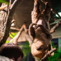 Sloth hanging upside down from branches while a child watches at the children's science center rainforest exhibit